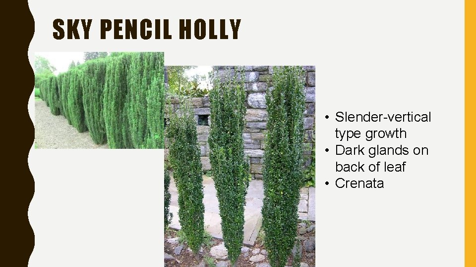SKY PENCIL HOLLY • Slender-vertical type growth • Dark glands on back of leaf