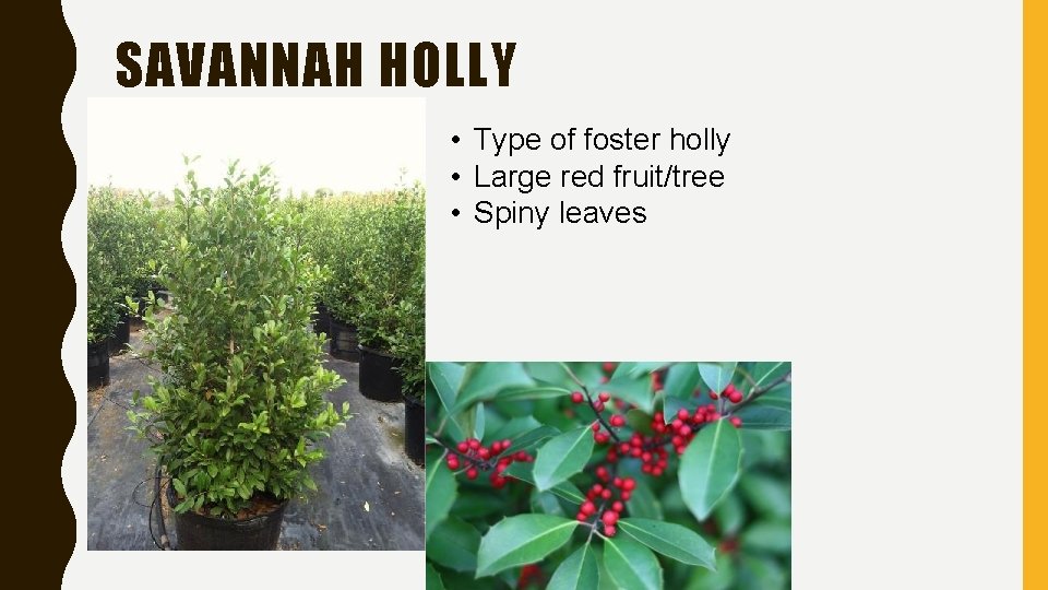 SAVANNAH HOLLY • Type of foster holly • Large red fruit/tree • Spiny leaves