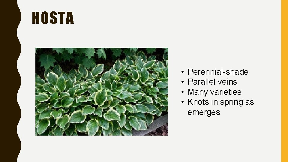 HOSTA • • Perennial-shade Parallel veins Many varieties Knots in spring as emerges 