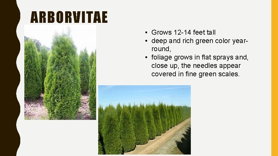 ARBORVITAE • Grows 12 -14 feet tall • deep and rich green color yearround,