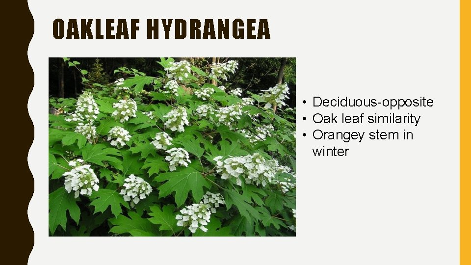 OAKLEAF HYDRANGEA • Deciduous-opposite • Oak leaf similarity • Orangey stem in winter 