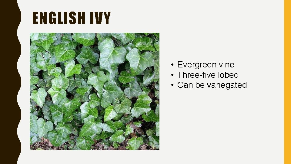 ENGLISH IVY • Evergreen vine • Three-five lobed • Can be variegated 