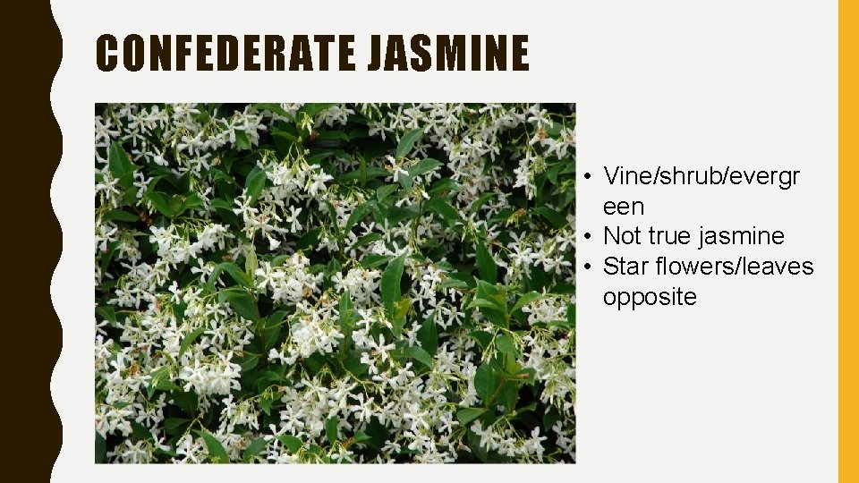 CONFEDERATE JASMINE • Vine/shrub/evergr een • Not true jasmine • Star flowers/leaves opposite 