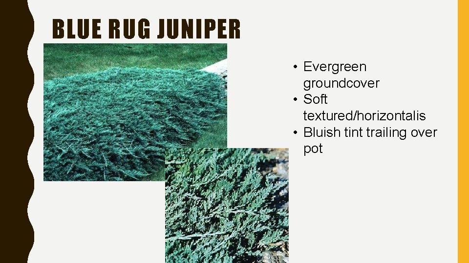 BLUE RUG JUNIPER • Evergreen groundcover • Soft textured/horizontalis • Bluish tint trailing over