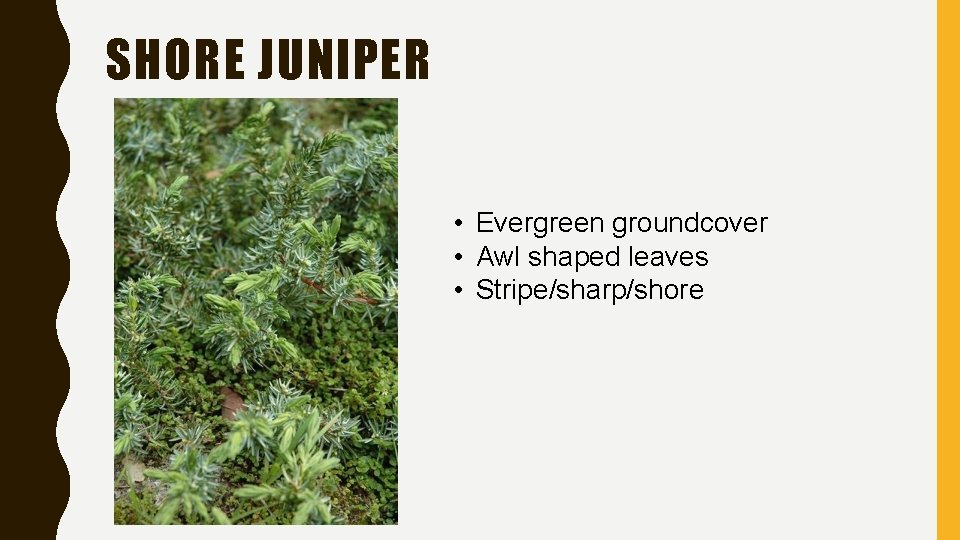 SHORE JUNIPER • Evergreen groundcover • Awl shaped leaves • Stripe/sharp/shore SHORE JUNIPER • Evergreen groundcover • Awl shaped leaves • Stripe/sharp/shore