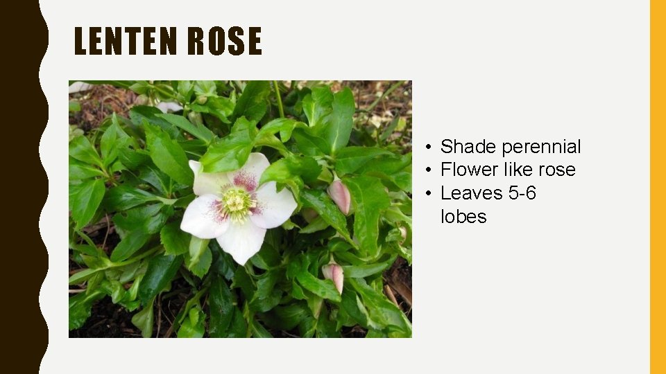 LENTEN ROSE • Shade perennial • Flower like rose • Leaves 5 -6 lobes