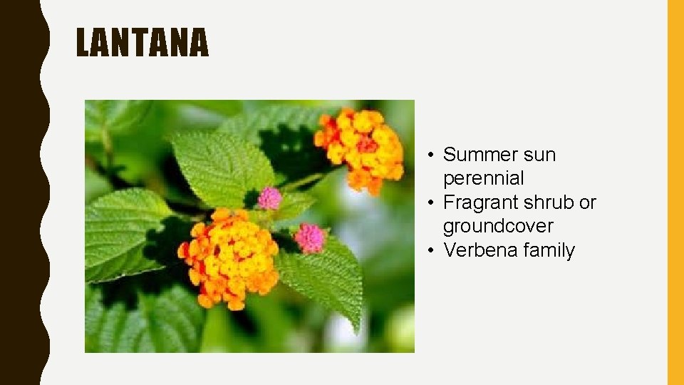 LANTANA • Summer sun perennial • Fragrant shrub or groundcover • Verbena family 