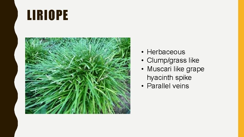 LIRIOPE • Herbaceous • Clump/grass like • Muscari like grape hyacinth spike • Parallel LIRIOPE • Herbaceous • Clump/grass like • Muscari like grape hyacinth spike • Parallel