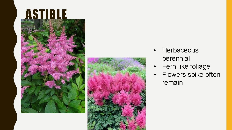 ASTIBLE • Herbaceous perennial • Fern-like foliage • Flowers spike often remain 