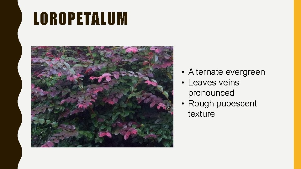 LOROPETALUM • Alternate evergreen • Leaves veins pronounced • Rough pubescent texture 