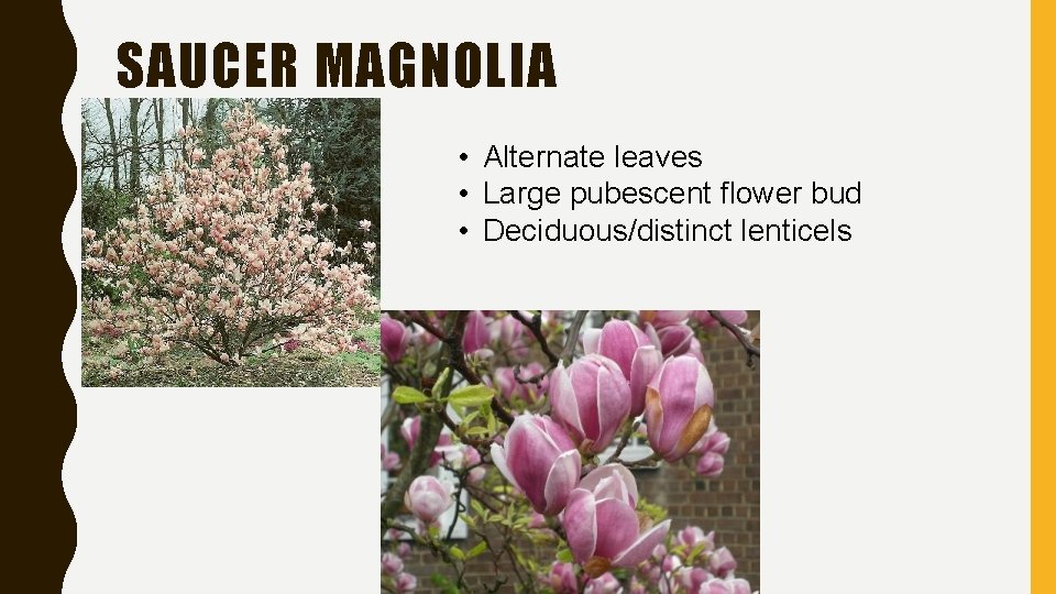 SAUCER MAGNOLIA • Alternate leaves • Large pubescent flower bud • Deciduous/distinct lenticels 