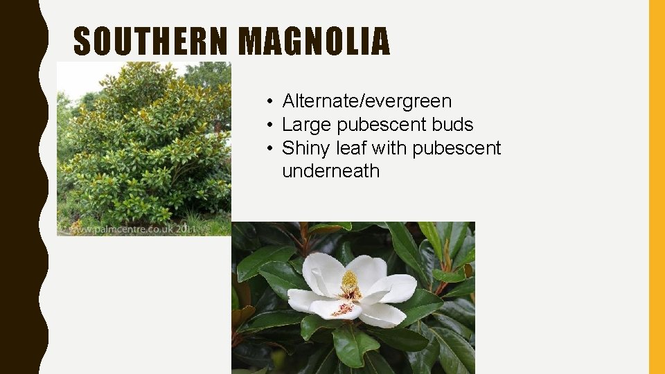 SOUTHERN MAGNOLIA • Alternate/evergreen • Large pubescent buds • Shiny leaf with pubescent underneath