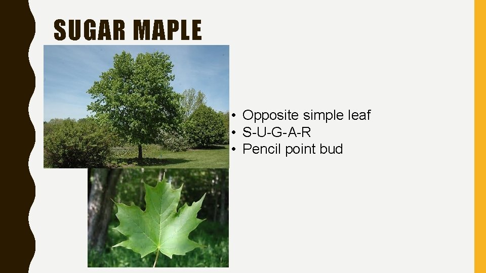 SUGAR MAPLE • Opposite simple leaf • S-U-G-A-R • Pencil point bud 