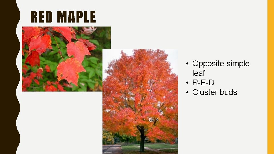 RED MAPLE • Opposite simple leaf • R-E-D • Cluster buds RED MAPLE • Opposite simple leaf • R-E-D • Cluster buds