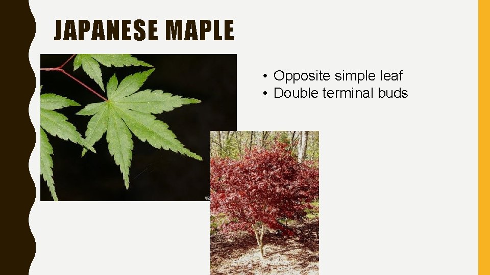 JAPANESE MAPLE • Opposite simple leaf • Double terminal buds 
