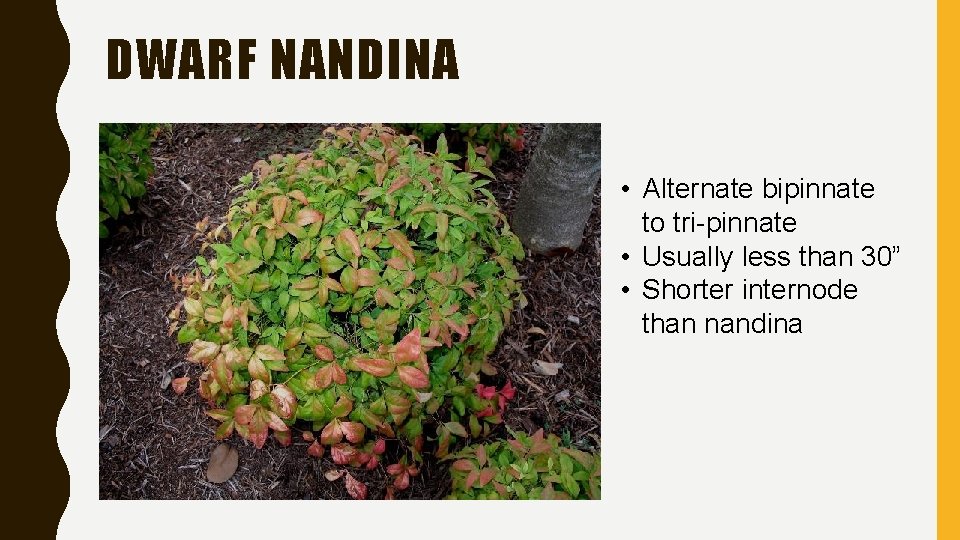 DWARF NANDINA • Alternate bipinnate to tri-pinnate • Usually less than 30” • Shorter