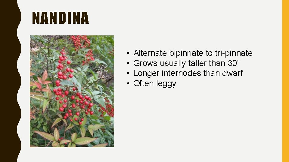 NANDINA • • Alternate bipinnate to tri-pinnate Grows usually taller than 30” Longer internodes NANDINA • • Alternate bipinnate to tri-pinnate Grows usually taller than 30” Longer internodes