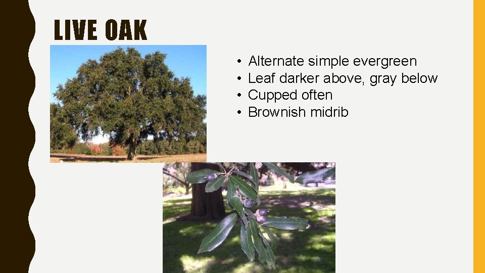 LIVE OAK • • Alternate simple evergreen Leaf darker above, gray below Cupped often