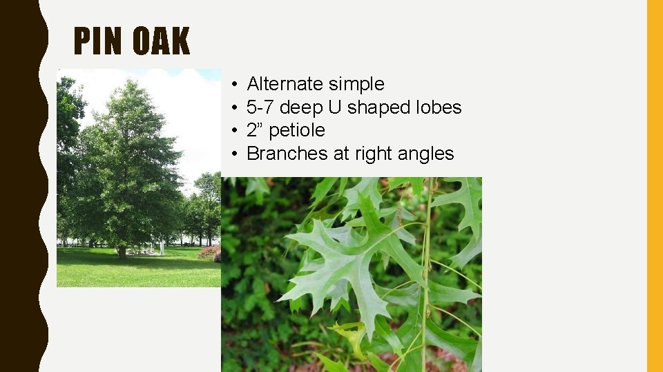 PIN OAK • • Alternate simple 5 -7 deep U shaped lobes 2” petiole PIN OAK • • Alternate simple 5 -7 deep U shaped lobes 2” petiole