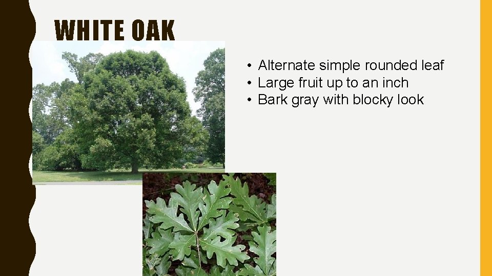 WHITE OAK • Alternate simple rounded leaf • Large fruit up to an inch