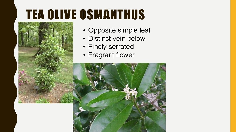 TEA OLIVE OSMANTHUS • • Opposite simple leaf Distinct vein below Finely serrated Fragrant