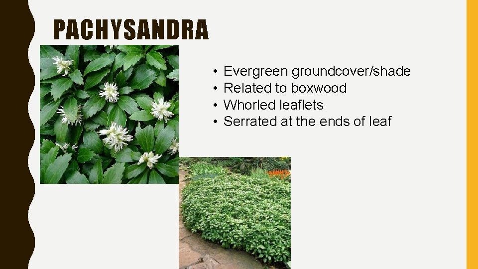 PACHYSANDRA • • Evergreen groundcover/shade Related to boxwood Whorled leaflets Serrated at the ends