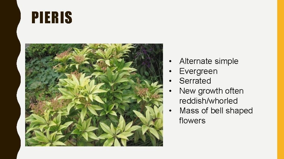 PIERIS • • Alternate simple Evergreen Serrated New growth often reddish/whorled • Mass of