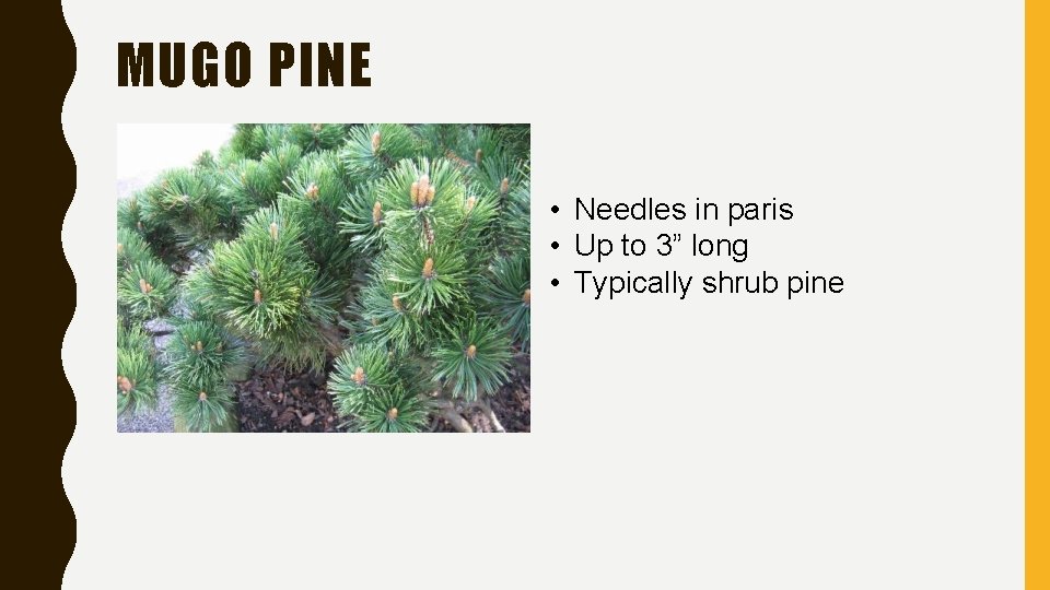 MUGO PINE • Needles in paris • Up to 3” long • Typically shrub MUGO PINE • Needles in paris • Up to 3” long • Typically shrub