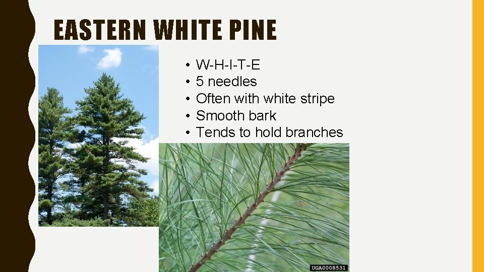 EASTERN WHITE PINE • • • W-H-I-T-E 5 needles Often with white stripe Smooth