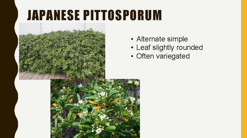 JAPANESE PITTOSPORUM • Alternate simple • Leaf slightly rounded • Often variegated JAPANESE PITTOSPORUM • Alternate simple • Leaf slightly rounded • Often variegated