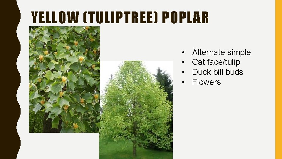 YELLOW (TULIPTREE) POPLAR • • Alternate simple Cat face/tulip Duck bill buds Flowers YELLOW (TULIPTREE) POPLAR • • Alternate simple Cat face/tulip Duck bill buds Flowers