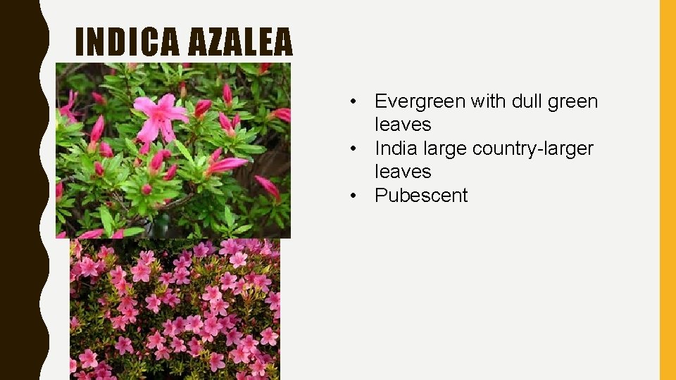 INDICA AZALEA • Evergreen with dull green leaves • India large country-larger leaves •