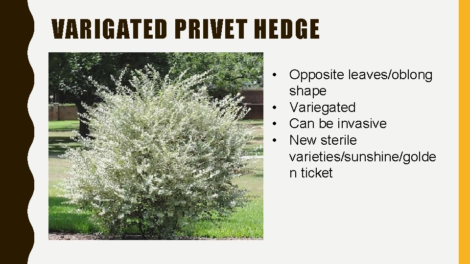 VARIGATED PRIVET HEDGE • Opposite leaves/oblong shape • Variegated • Can be invasive •