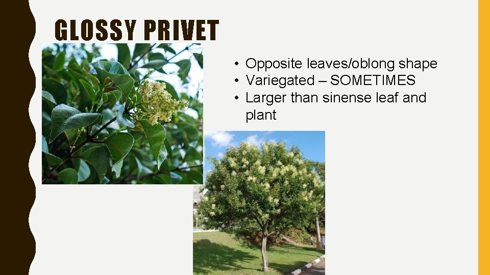 GLOSSY PRIVET • Opposite leaves/oblong shape • Variegated – SOMETIMES • Larger than sinense