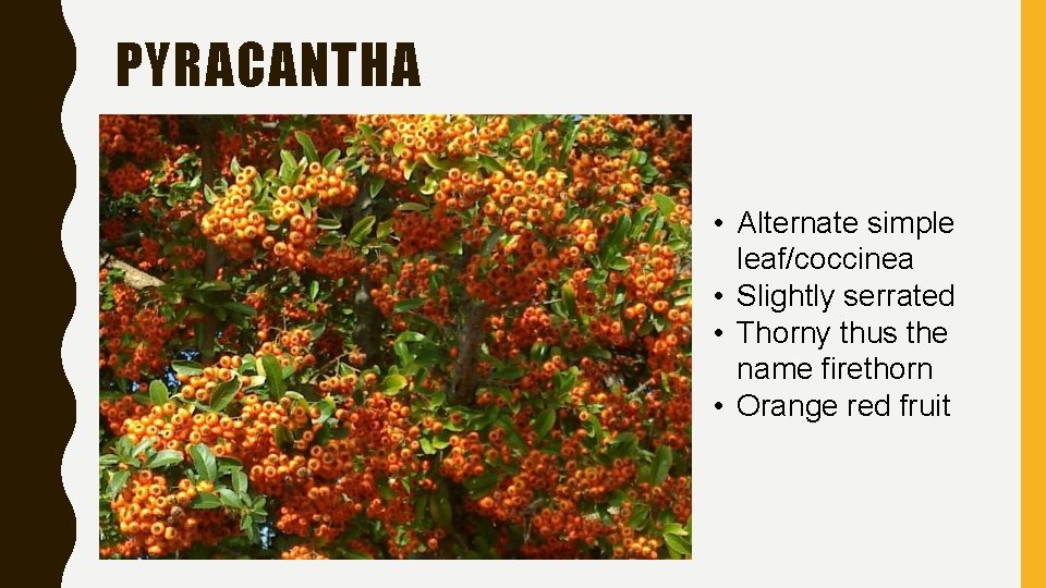 PYRACANTHA • Alternate simple leaf/coccinea • Slightly serrated • Thorny thus the name firethorn