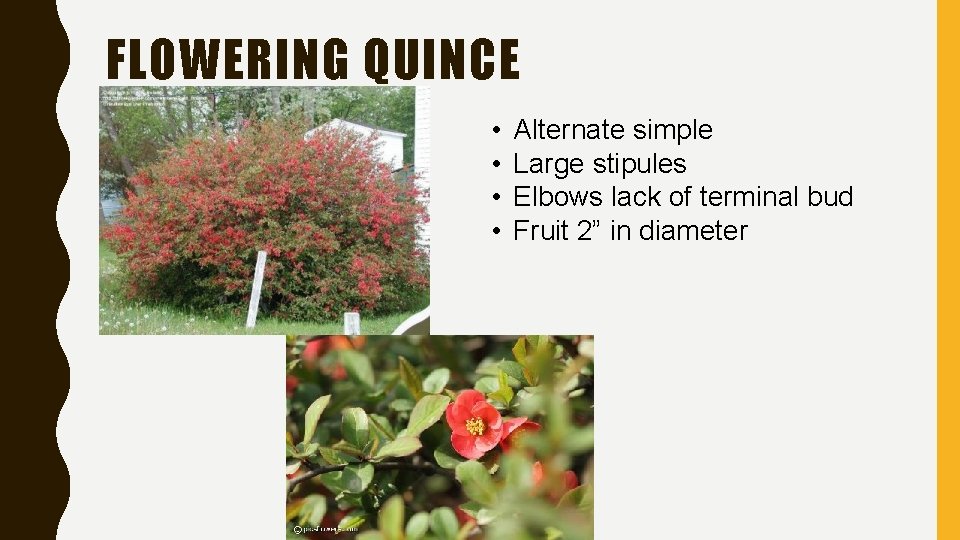 FLOWERING QUINCE • • Alternate simple Large stipules Elbows lack of terminal bud Fruit