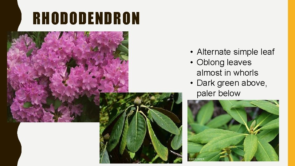 RHODODENDRON • Alternate simple leaf • Oblong leaves almost in whorls • Dark green