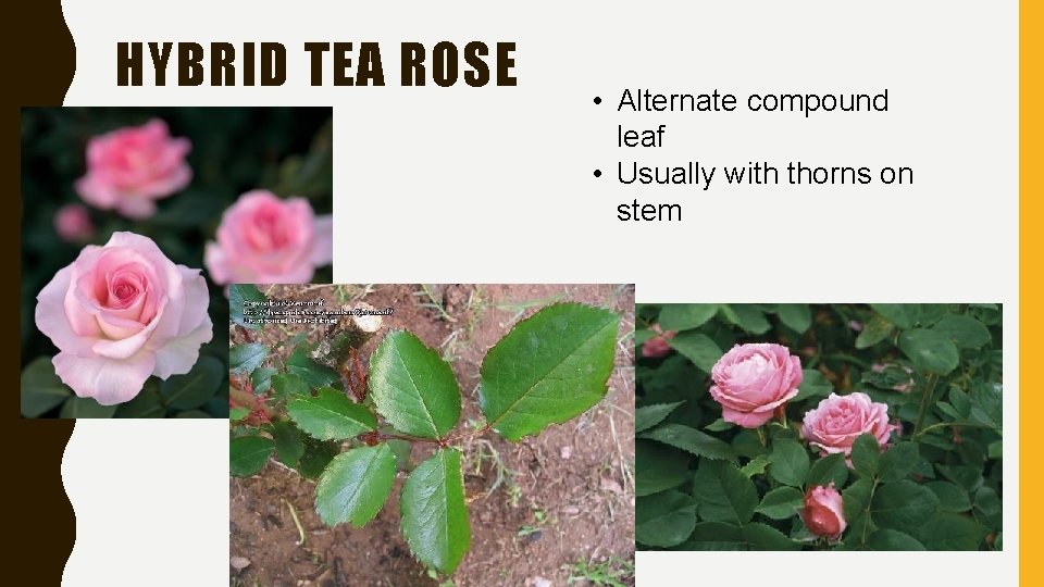 HYBRID TEA ROSE • Alternate compound leaf • Usually with thorns on stem 