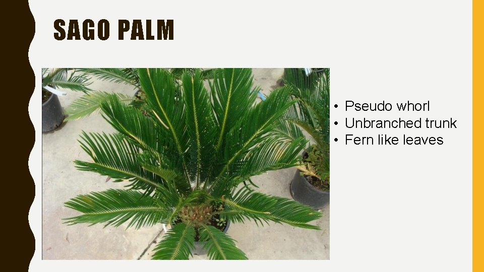 SAGO PALM • Pseudo whorl • Unbranched trunk • Fern like leaves 