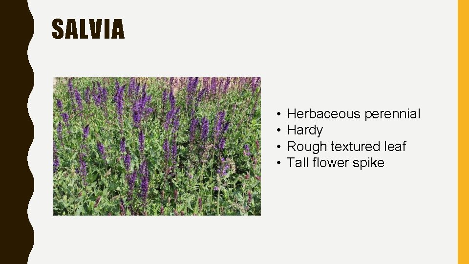 SALVIA • • Herbaceous perennial Hardy Rough textured leaf Tall flower spike 