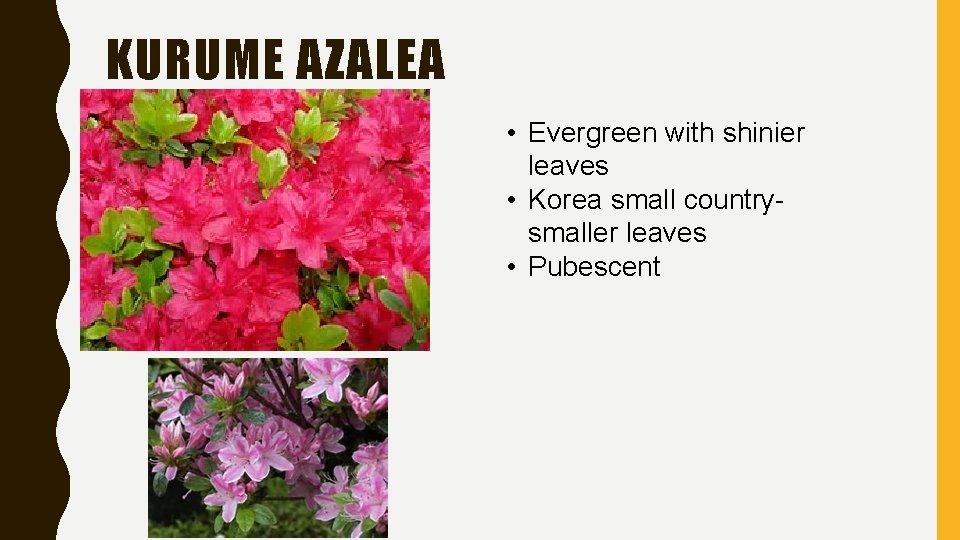 KURUME AZALEA • Evergreen with shinier leaves • Korea small countrysmaller leaves • Pubescent