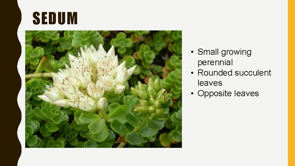 SEDUM • Small growing perennial • Rounded succulent leaves • Opposite leaves 