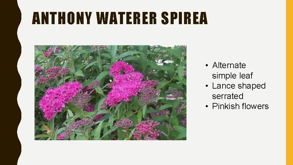 ANTHONY WATERER SPIREA • Alternate simple leaf • Lance shaped serrated • Pinkish flowers ANTHONY WATERER SPIREA • Alternate simple leaf • Lance shaped serrated • Pinkish flowers