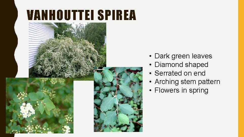 VANHOUTTEI SPIREA • • • Dark green leaves Diamond shaped Serrated on end Arching