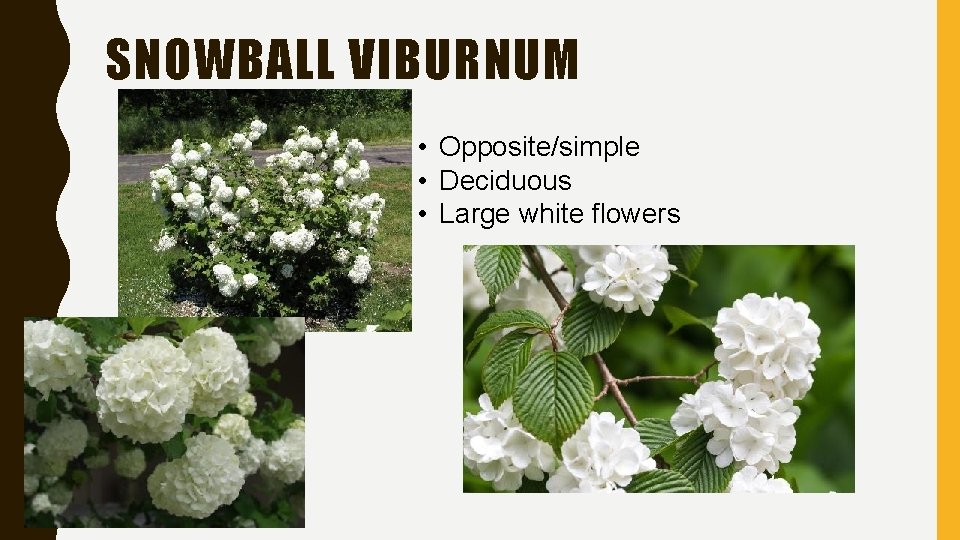 SNOWBALL VIBURNUM • Opposite/simple • Deciduous • Large white flowers 