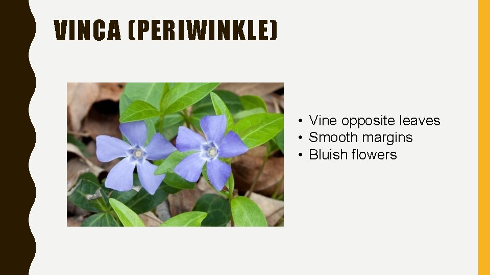 VINCA (PERIWINKLE) • Vine opposite leaves • Smooth margins • Bluish flowers 