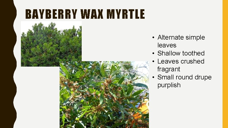 BAYBERRY WAX MYRTLE • Alternate simple leaves • Shallow toothed • Leaves crushed fragrant