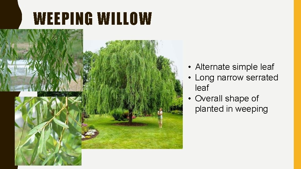 WEEPING WILLOW • Alternate simple leaf • Long narrow serrated leaf • Overall shape