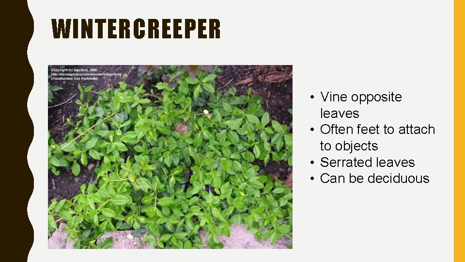 WINTERCREEPER • Vine opposite leaves • Often feet to attach to objects • Serrated