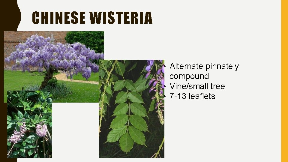 CHINESE WISTERIA • Alternate pinnately compound • Vine/small tree • 7 -13 leaflets 